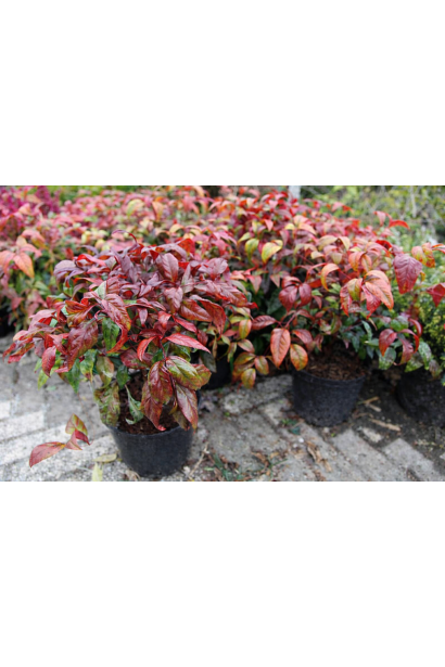 Нандіна Файр Пауер листя